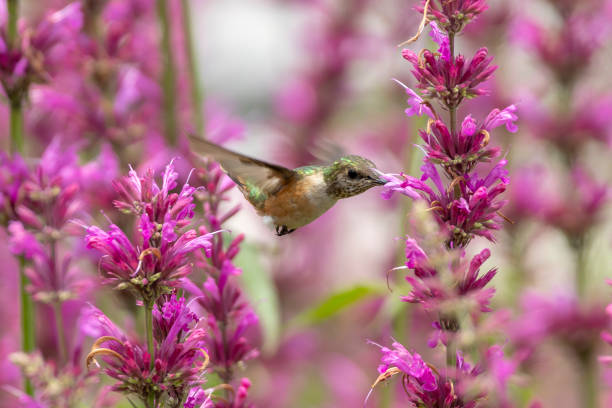 Bumblebee hummingbird surrounded by mexican giant hyssop
