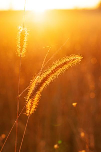 istock Buffel Grass in Autumn Tones 2165807037