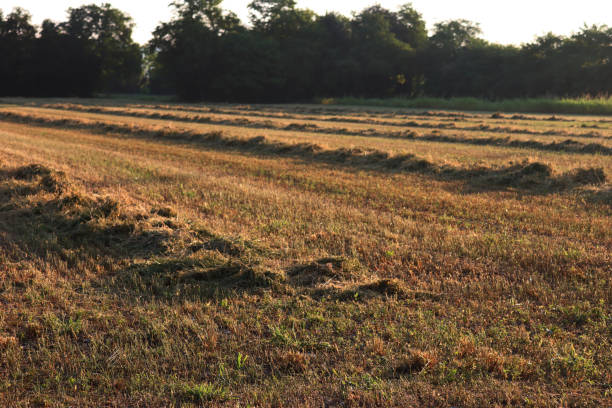 Cut alfalfa field ready to be baled at dawn. Agricultural landscape on summer season
