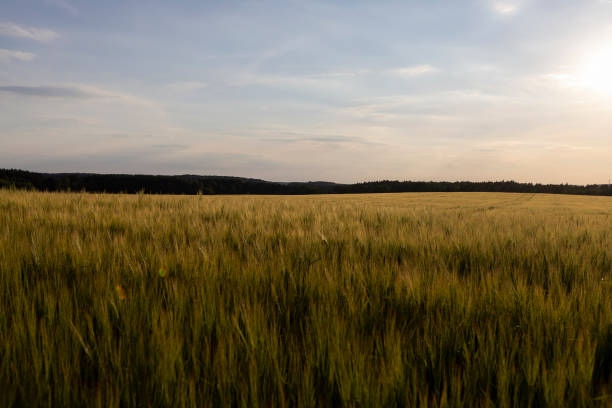 istock long wheat sprouts during the summer sunset 2165809338