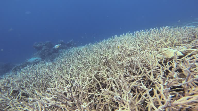 Underwater shot of a bleached coral reef, highlighting the stark and fragile condition of the corals. The once vibrant reef now appears pale and lifeless, emphasizing the human impact on environment.