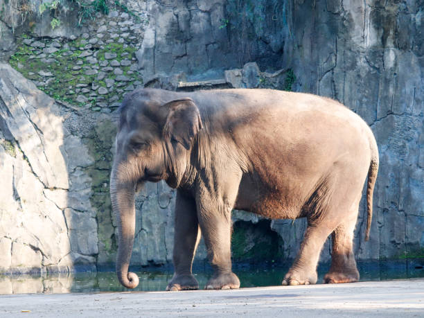 istock Elephants are eating grass at the zoo 2165810755