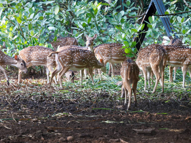 istock Deer in the park 2165810756