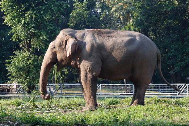 istock Elephants are eating grass at the zoo 2165810780