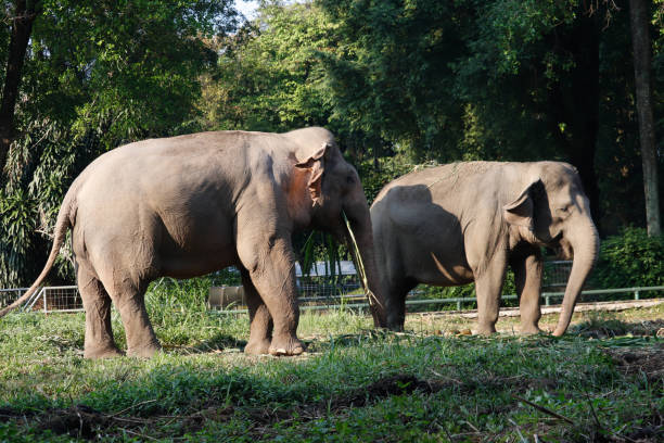 istock Elephants are eating grass at the zoo 2165810838