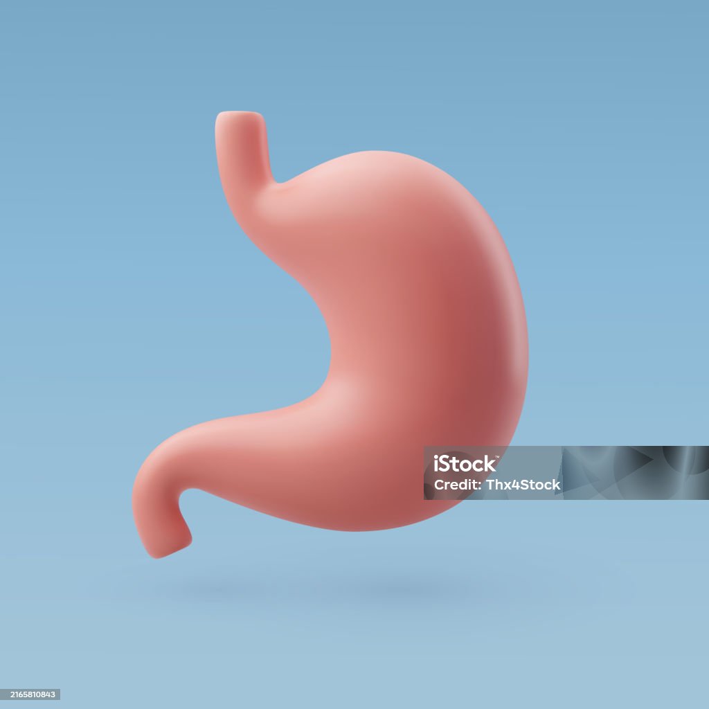 3d 벡터 인간의 위 위장관 내부 장기 개념 사람 복부에 대한 스톡 벡터 아트 및 기타 이미지 - 사람 복부, 3차원 형태 ...