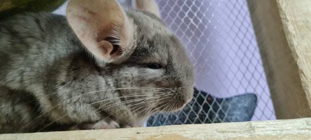 istock Chinchillas dreams 2165811165