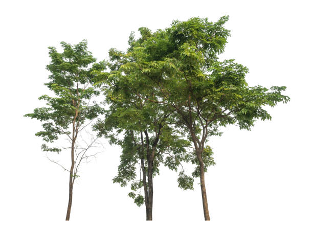 istock Green trees isolated on white background. 2165812636