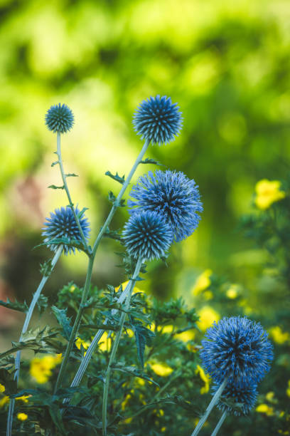 Garden summer theme - Globe thistle Echinops ritro amazing blue flowers Floral Pattern for Nature-Themed Decoration, Vibrant blue balls for Garden-Inspired Wallpaper or Desktop Background