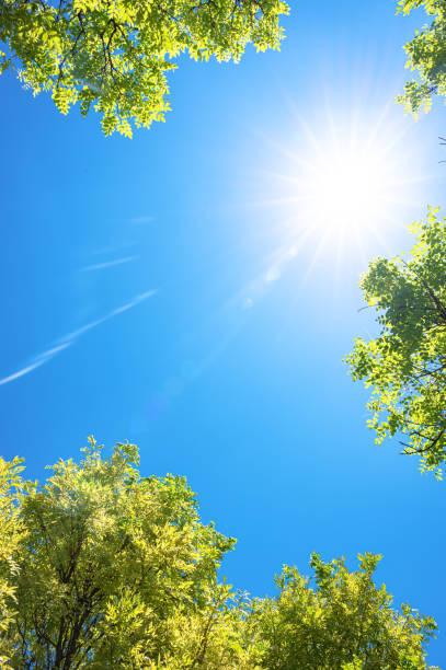 istock Sunny blue sky with treetops copy space scene 2165813033