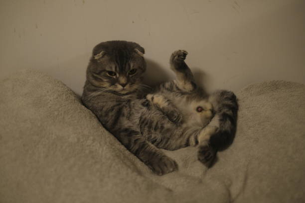 istock Cute scottish fold cat laying on the bed. Toned. 2165814320