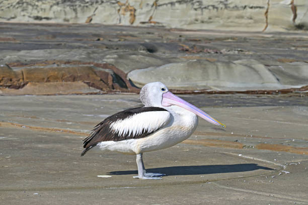 Close up of a pelican swiming in the water with a wooden jetty in the background, Lake Colac, Victoria, Australia