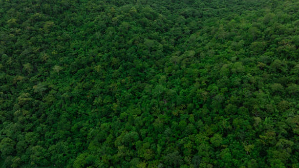 istock Aerial view of mixed forest, deciduous trees, greenery and waterfalls flowing through the forest. The rich natural ecosystem of rainforest concept is all about conservation and natural reforestation. 2165815617