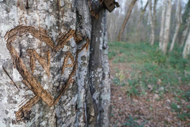 istock heart shape carved tree in forest 2165816482
