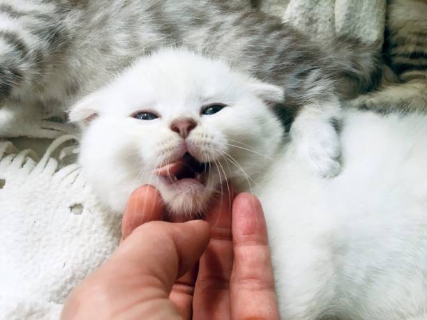 istock White Scottish fold kitten tenderly lays in human hands 2165816888