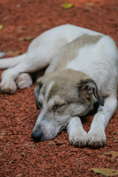 dog, beautiful white stray street dog sleeping on its paws. domestic animals. lost pet on street. portrait of domestic animals