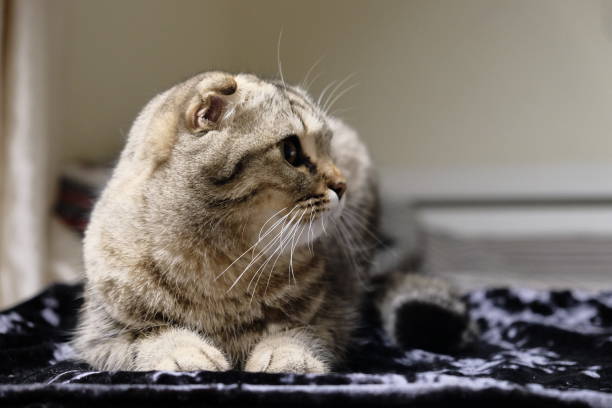 istock Cute scottish fold cat lying on the sofa, looking at camera 2165817127