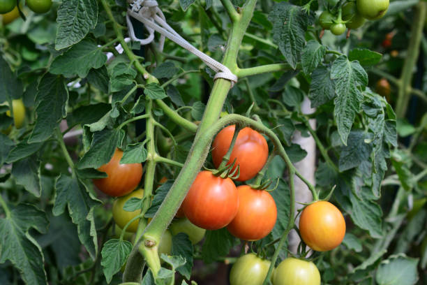 istock a bunch of tomatoes are growing on a vine 2165817946