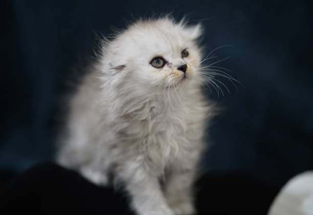 istock Cute Scottish fold white kitten on a dark background. 2165818242