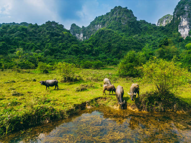 Cow grazing on green field on tropical island