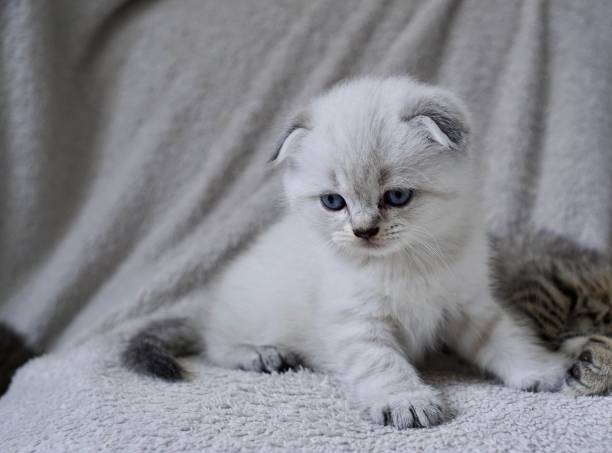 istock Cute little Scottish fold kitten lying on the bed 2165818478
