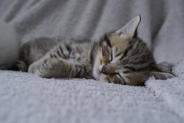 istock Cute little Scottish stright kittens sleeping on a black sofa. Selective focus. 2165818483