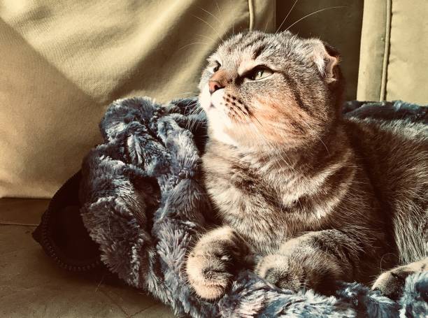 Cute little Scottish fold kitten lying on the bed