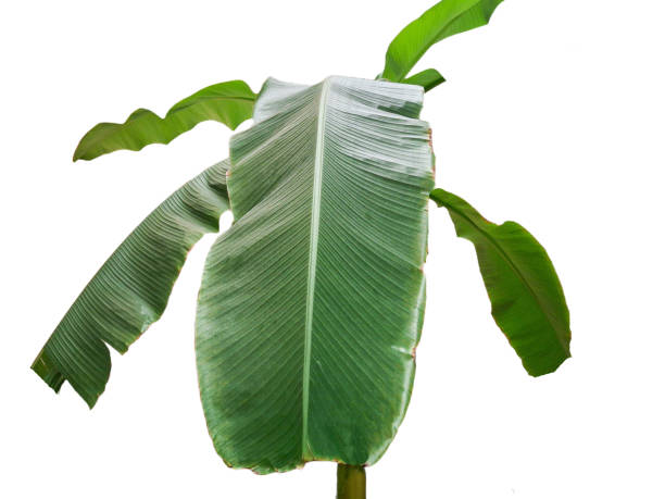 istock Banana tree with leaves isolated on white 2165818968