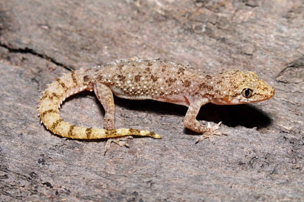 istock Hemidactylus malcolmsmithi, also known commonly as Malcolm's bow-fingered gecko, is a species of lizard in the family Gekkonidae 2165819096