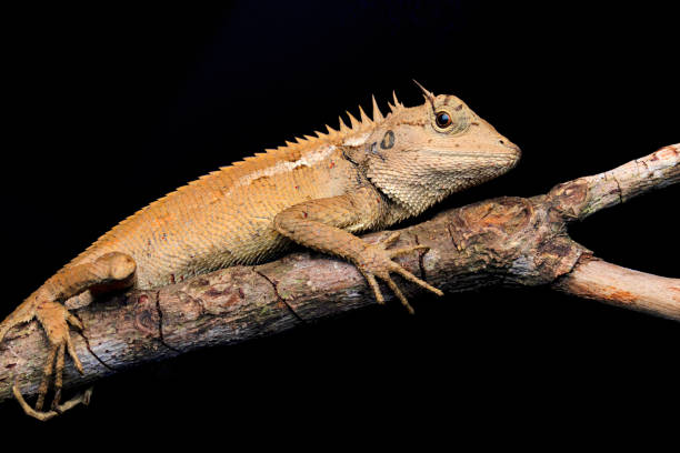 istock Calotes emma, commonly known as the forest garden lizard or Emma Gray's forest lizard, is a species of lizard in the family Agamidae. Photographed in Aizawl, Mizoram. 2165819210