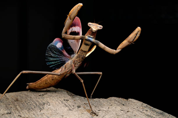 Praying mantids have long necks topped by a triangular head. They can turn their heads 180 degreesan entire half circle. They're well-camouflaged, adapting colors that help them blend with plants. Photographed in Dharamshala, Himachal Pradesh.