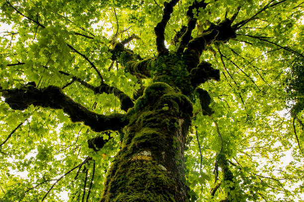 istock huge oak crown covered with thick, deep green foliage backlit 2165819932