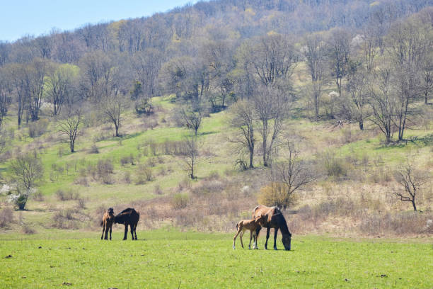 A mare wild horse and her foal stand in a North Dakota meadow.  The mother is feeding on grass.  Taken in Theodore Roosevelt National Park.