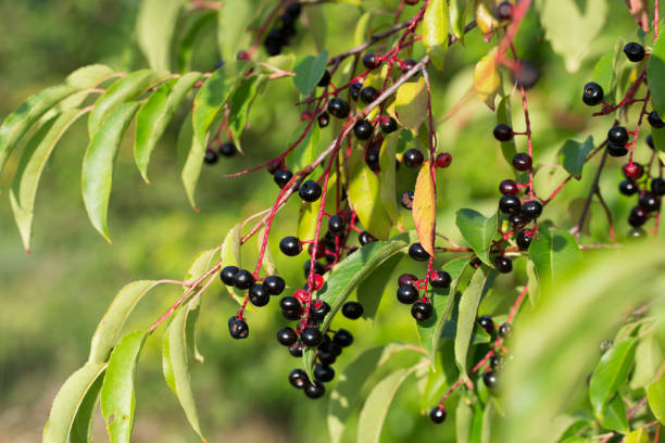 istock Prunus serotina, wild black cherry berries closeup selective focus 2165822373