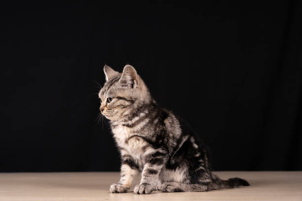 istock A cute little cat in the background 2165824309