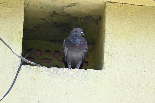 istock Rock dove or rock pigeon. 2165825100