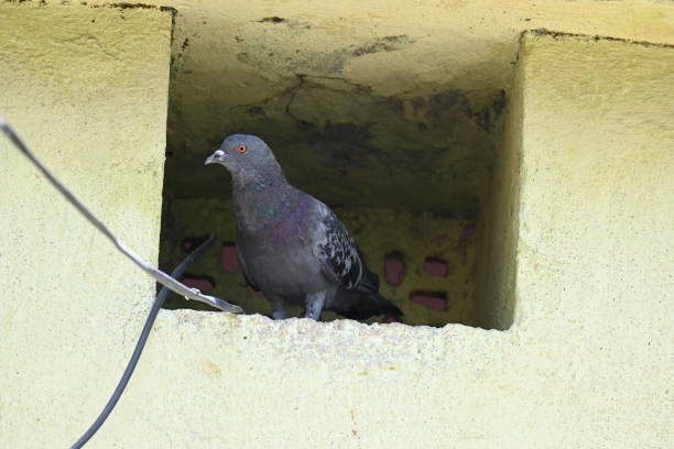 istock Rock dove or rock pigeon. 2165825107