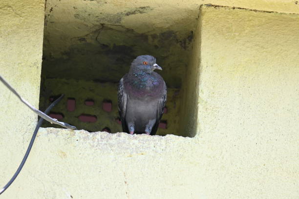 istock Rock dove or rock pigeon. 2165825110