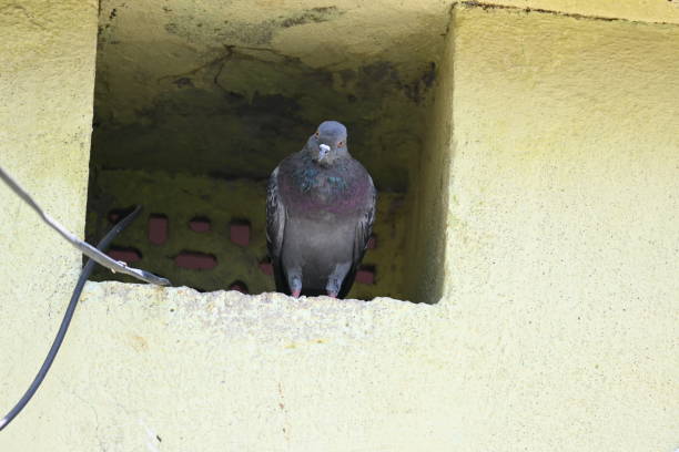 istock Rock dove or rock pigeon. 2165825223