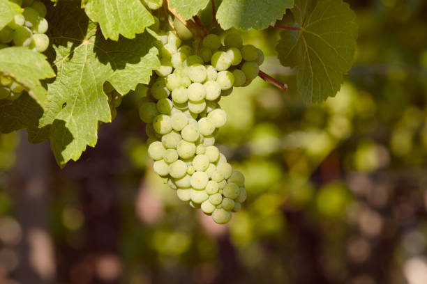 Ripe Chardonnay grapes hanging on vine at the time of grape harvest. Bunch of white grapes between the grape leaves in vineyard