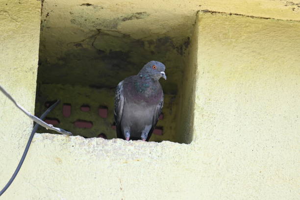 istock Rock dove or rock pigeon. 2165825348