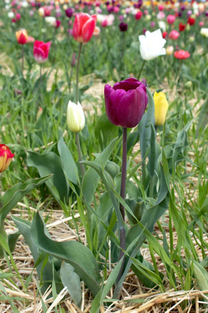 istock Bright purple tulip in a sunny meadow with blurry background 2165825367