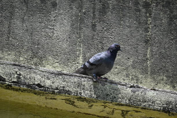 Rock dove or rock pigeon. It is a popular pet bird in the world. In some areas, it is also bringing up for meat. It also used to work as a messenger in the olden times.