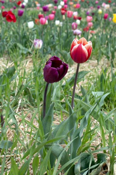 istock Dark purple tulip in a sunny meadow with blurry background 2165825541