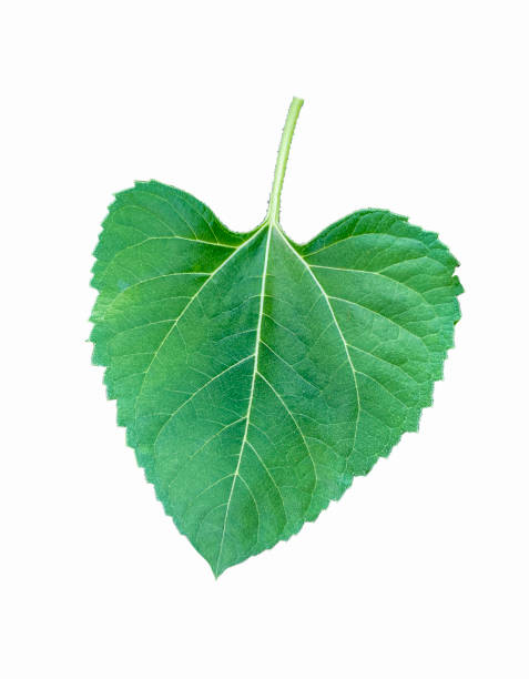 istock isolated sunflower leaves on white background. 2165828448