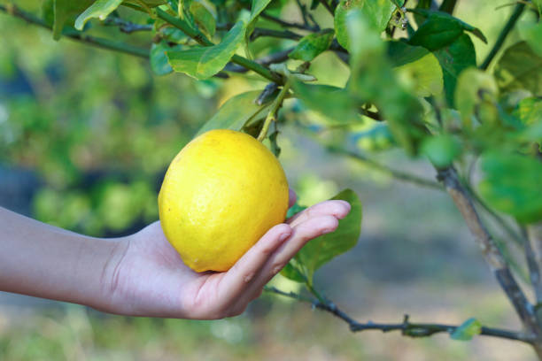 istock Hand holding a ripe lemon from trees. 2165828450