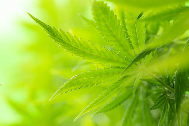 istock Cannabis leaf and marijuana plant. medical marijuana cannabis 2165829151