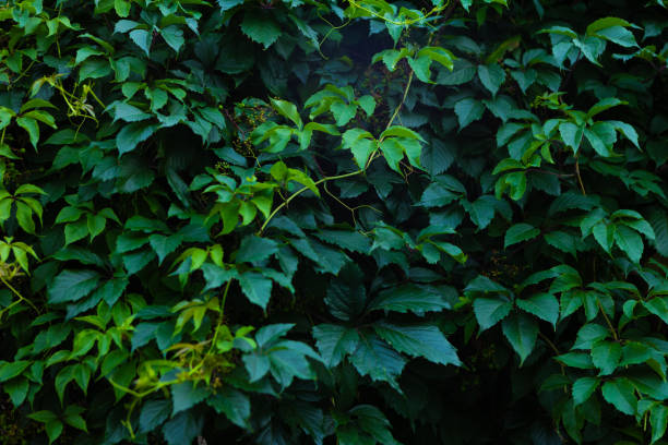 istock Abstract green leaf texture, nature dark green background 2165831132