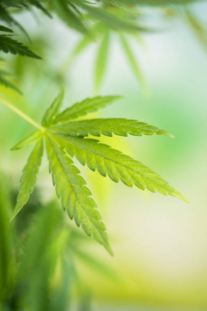 istock Marijuana plant with medical cannabis, cbd 2165831241