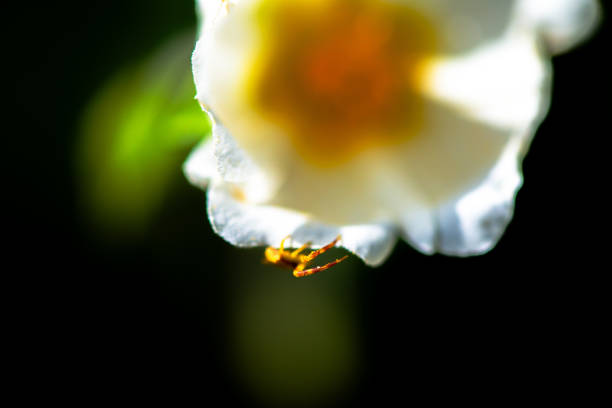 A macro photo capturing the intricate details of the spider species Thomisus onustus, camouflaged on a white flower, showcasing nature's beauty and complexity.